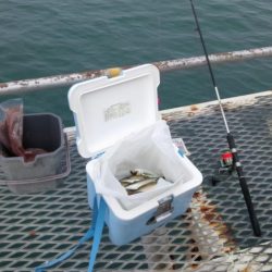 フィッシングパーク釣果良好！